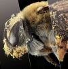 Včely tak, ako ich nepoznáme
