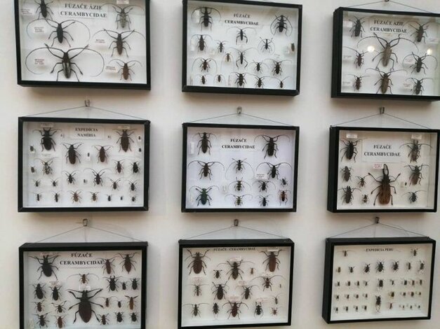 Tropický hmyz - výstava