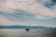 Peter Mečiar: Za chvostom veľrýb, Kaikoura, Nový Zéland 2013 (copyright peter meciar 2015)