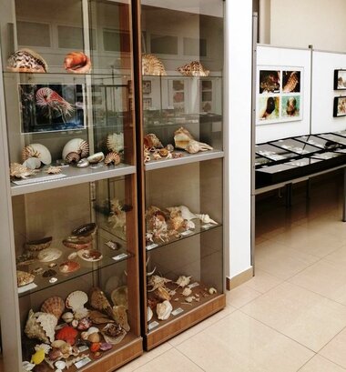 Výstava Svet mušlí a podmorských živočíchov