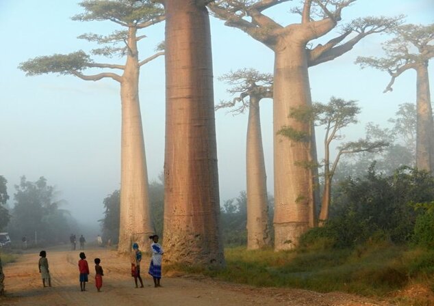 Baobaby - Morondava na Madagaskare (copyright vladimir dudlak)