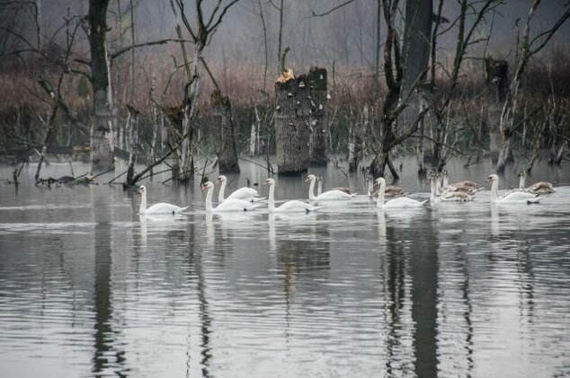 Košské mokrade