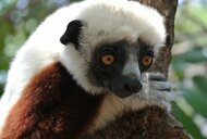 Madagaskar je jediné miesto na svete, kde žijú vzácne lemury (copyright vladimir dudlak)