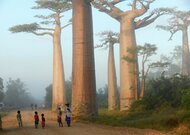 Baobaby - Morondava na Madagaskare (copyright vladimir dudlak)